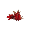 Flor de Jamaica