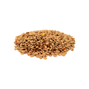 Lenteja