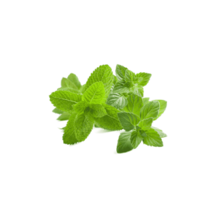 Menta